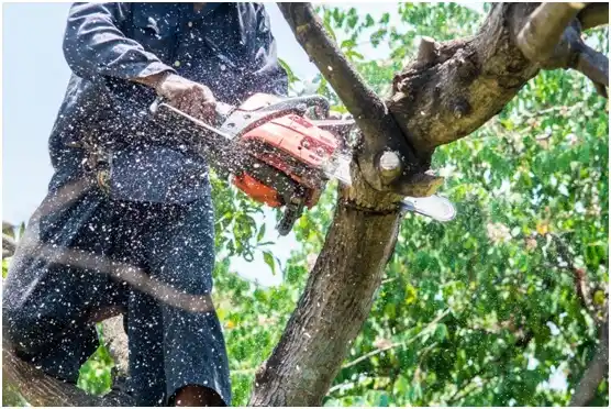 tree services Thompsonville